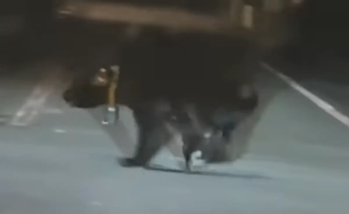 ▲昨（8）日有台灣黑熊被花蓮民眾目擊在夜間現身平地道路。（圖／翻攝我愛玉里社團）