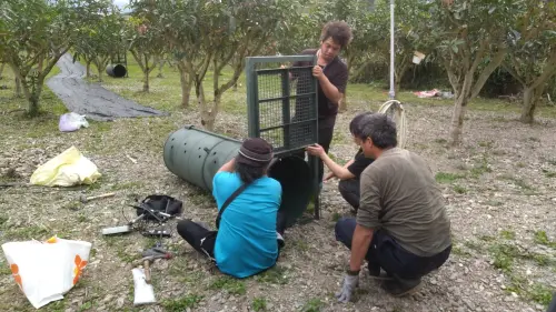 ▲▲為避免人熊遭遇或衝突，林業保育署花蓮分署啟動捕抓達古阿里程序。（圖／林業及自然保育署花蓮分署）