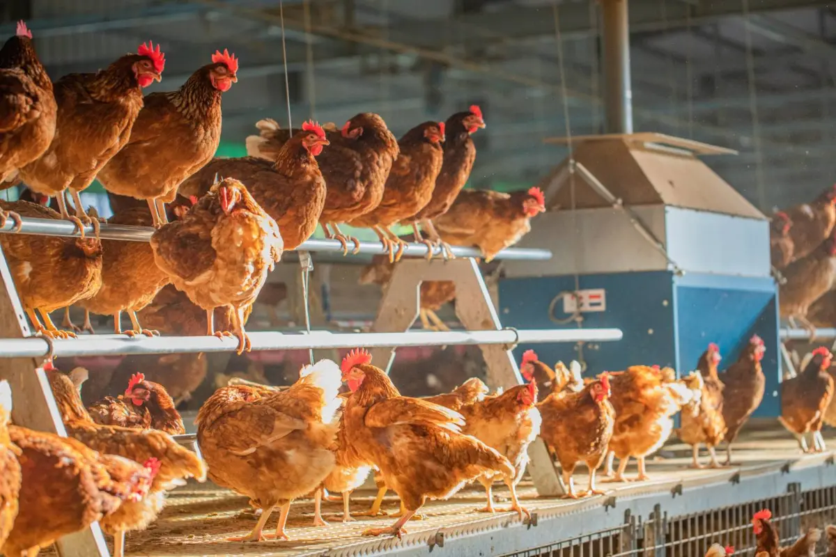 ▲豐康畜牧場內棲架提供雞隻休憩(圖／農業局提供2025.3.10)