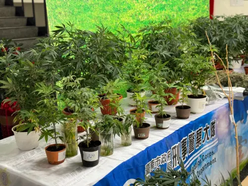 ▲大麻活株140株及大麻成品半成品12.133公斤。（圖／警方提供）
