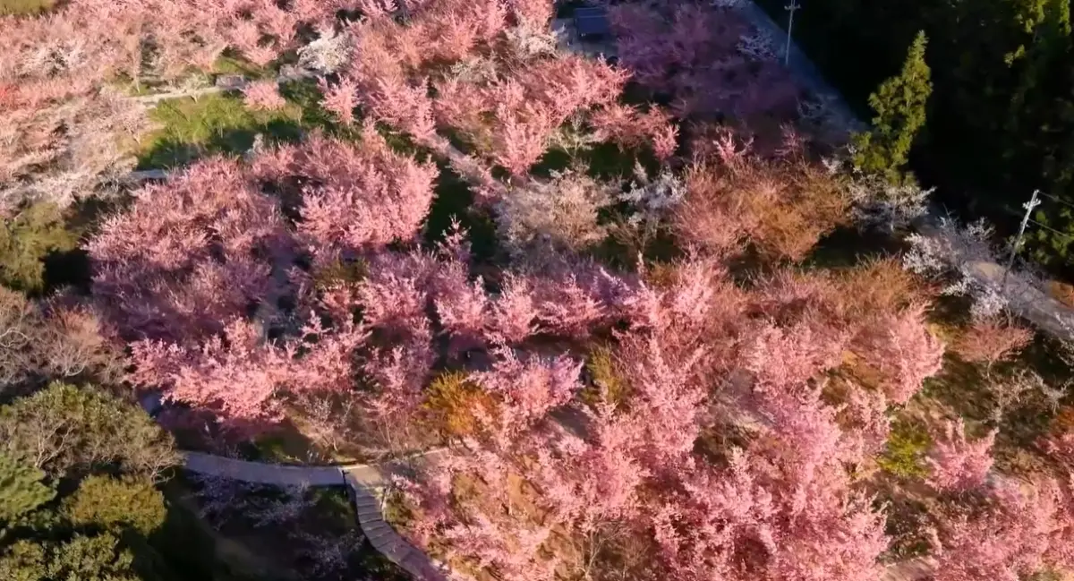 ▲黃昏時刻的百櫻園，乍看神似陸劇「三生三世十里桃花」的場景。（圖／翻攝福壽山農場臉書，2025.03.10）