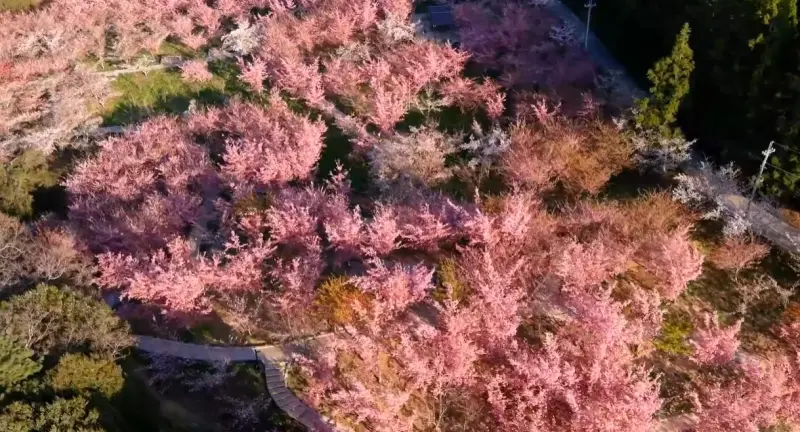 ▲黃昏時刻的百櫻園，乍看神似陸劇「三生三世十里桃花」的場景。（圖／翻攝福壽山農場臉書，2025.03.10）