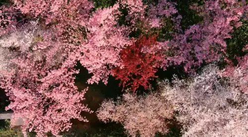 ▲4種盛開的櫻花超美同框，其中有深紅緋寒櫻、粉紅昭和櫻、白色霧社櫻和淡粉的吉野櫻。（圖／翻攝福壽山農場臉書，2025.03.10）