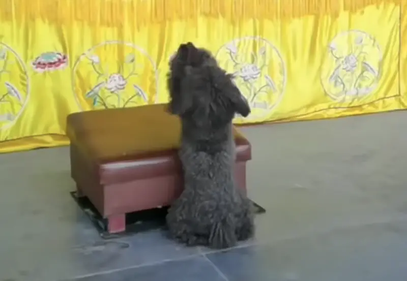 ▲中國一名網友是虔誠佛教徒，經常帶著愛犬前往寺廟禮佛，沒想到在耳濡目染下，這隻小狗竟然也學會了「拜佛」。（圖／翻攝自YT）