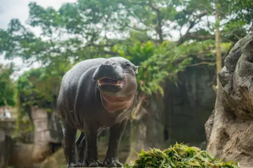 再見了Thabo!台北動物園侏儒河馬不幸離世 疑適應壓力健康惡化