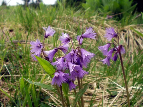 ▲3月14日的生日花是「山櫻草」，花語是慈悲。（圖／翻攝Baba Gardening臉書）