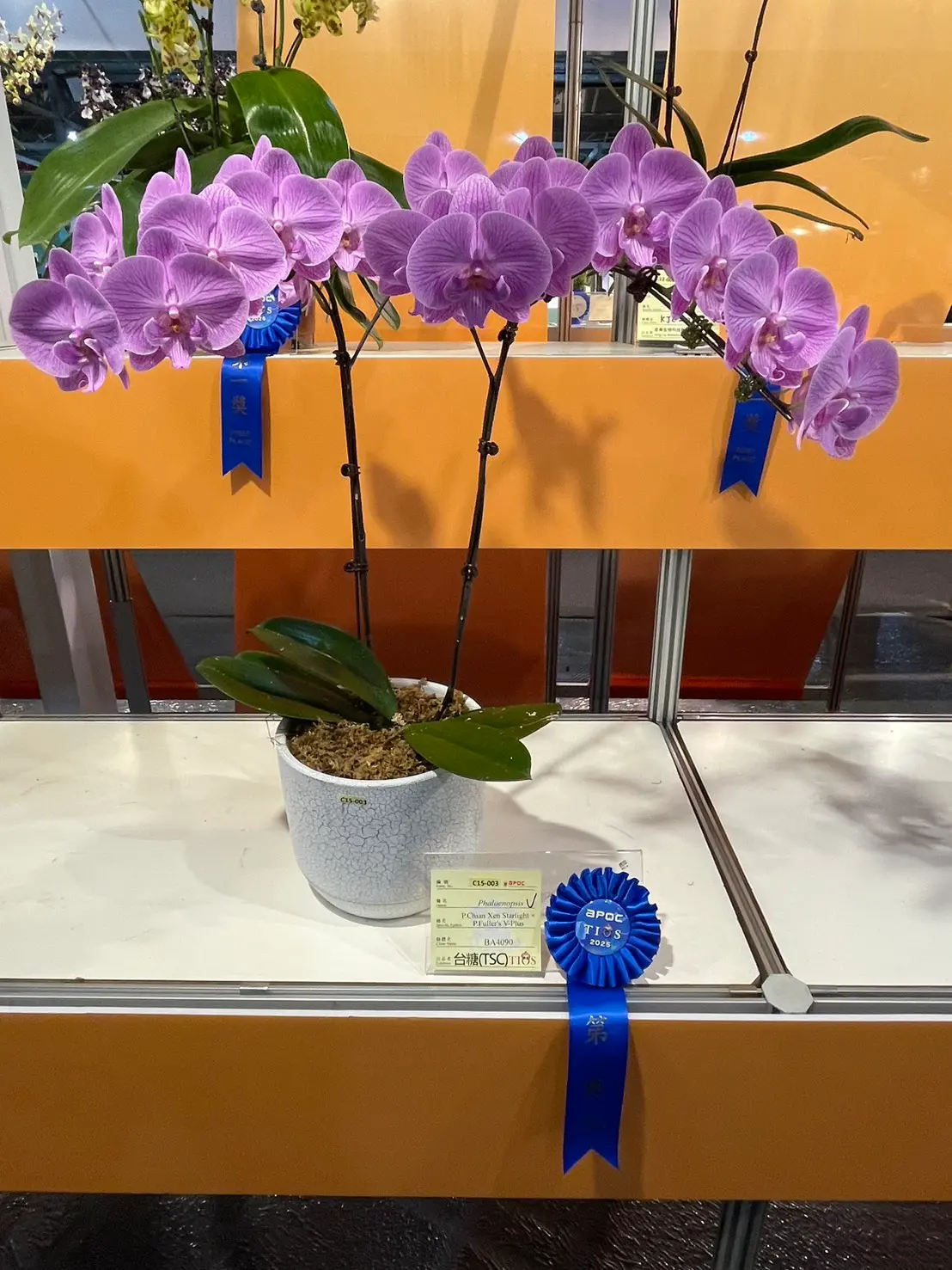 ▲「台糖小可愛」，擁有鮮豔的粉紅色線條，與傳統白花相比，色彩更加溫潤迷人，獨特大唇瓣設計，花瓣渾圓飽滿，美感非凡，無論作為觀賞植物或未來育種素材。（圖／台糖提供）