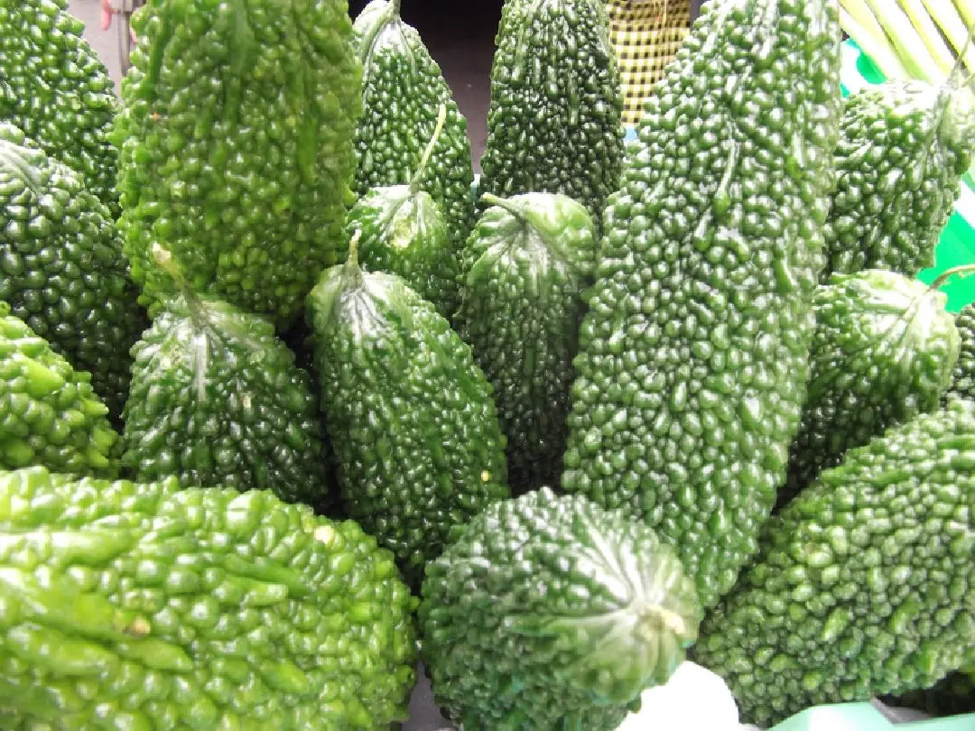 ▲苦瓜的苦味讓很多人不敢嘗試，不過其實只要在料理前多個步驟，就能讓苦味大幅降低！圖為山苦瓜。（圖／翻攝自農業部官網）