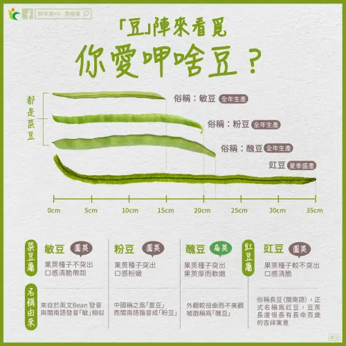▲一圖看懂敏豆、粉豆、醜豆、豇豆(豇音同「江」)4種豆子。(圖/鮮享農YA-農糧署臉書) ▲一圖看懂敏豆、粉豆、醜豆、豇豆(豇音同「江」)4種豆子。(圖/鮮享農YA-農糧署臉書)