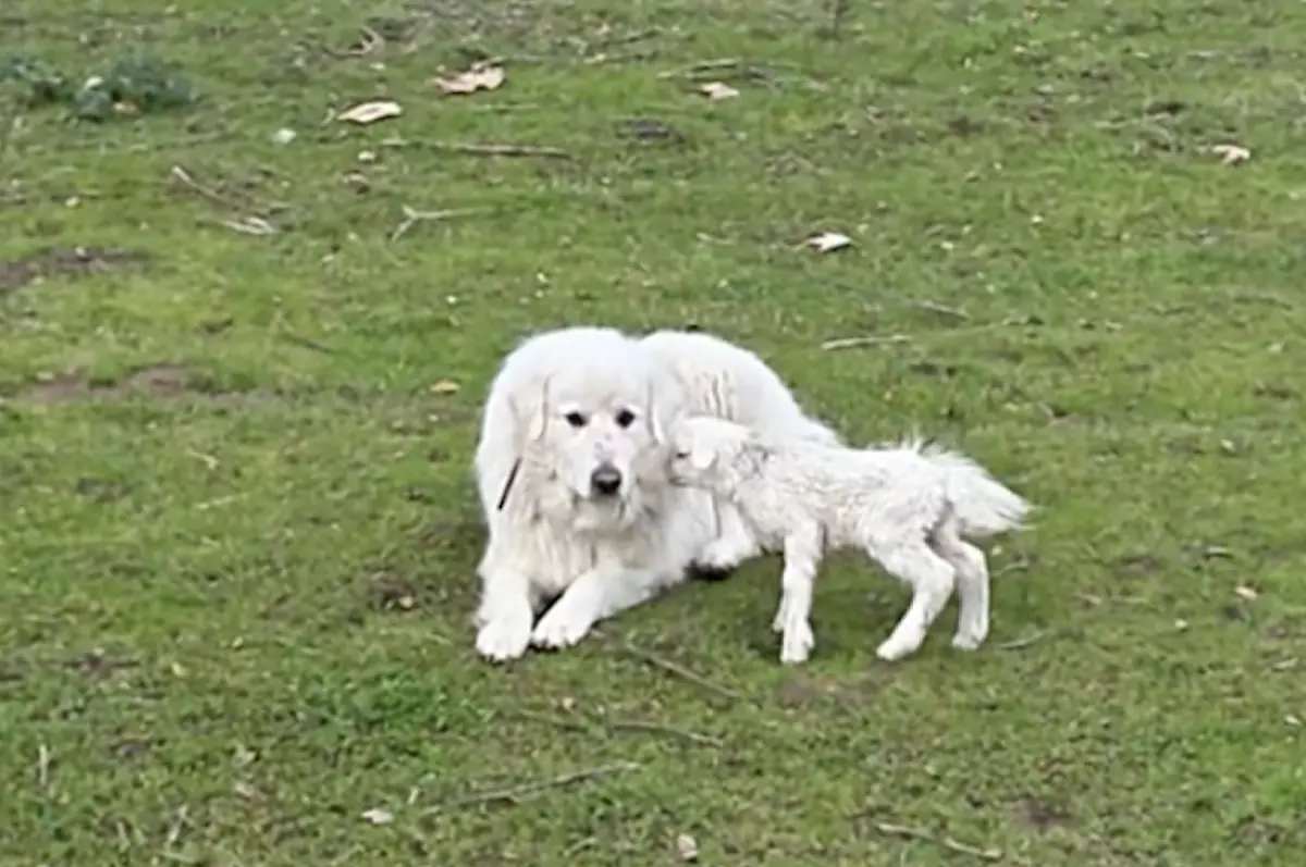 ▲國外一隻剛出生的羊寶寶，因為視力尚未發育完全，竟然認錯媽媽，看到農場裡一隻同樣擁有蓬鬆白毛的狗狗，以為對方就是親媽。（圖／翻攝自TikTok）