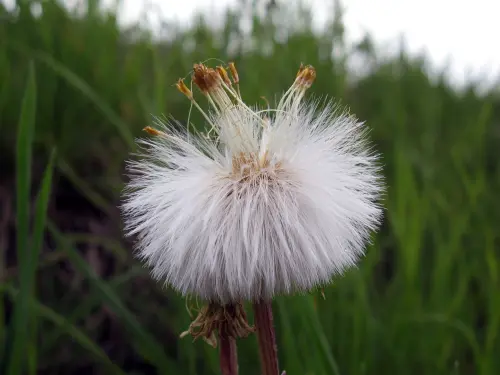 ▲3月15日這天地生日花為款冬蒲公英(coltsfoot),花語是早熟(precocity)。(圖/維基百科) ▲3月15日這天地生日花為款冬蒲公英(coltsfoot),花語是早熟(precocity)。(圖/維基百科)