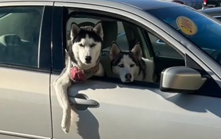 ▲日本男醫師聽聞妻子在停車場被「野性帥哥」搭訕，沒想到對方的照片曝光後，男醫師瞬間笑翻。（X@TsukiokaYusuke）