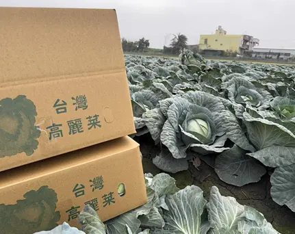 北農外銷第二櫃高麗菜下週出口到日本 ▲北農外銷第二櫃高麗菜下週出口到日本。(圖/北農)