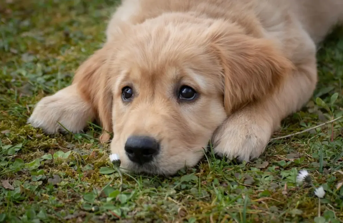 ▲一名動物醫院的員工近日表示某天要下班之前接到一通女飼主的電話，女子稱裸睡時被狗騎怕懷孕，奇特問題引起討論。（示意圖/Pixabay）
