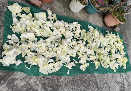 ▲祖傳阿嬤配方「手工曬高麗菜乾」不少人都被勾起回憶,輕鬆簡單幾個步驟,就能曬出好吃的高麗菜乾。(圖/廚藝公社) ▲祖傳阿嬤配方「手工曬高麗菜乾」不少人都被勾起回憶,輕鬆簡單幾個步驟,就能曬出好吃的高麗菜乾。(圖/廚藝公社)