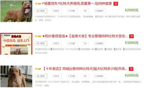 ▲在中國比特犬交易網站上,比特犬幼犬價格約在人民幣2000元至3000元(約新台幣9100元至1萬3700元)。(圖/翻攝狗撲網) ▲在中國比特犬交易網站上,比特犬幼犬價格約在人民幣2000元至3000元(約新台幣9100元至1萬3700元)。(圖/翻攝狗撲網)