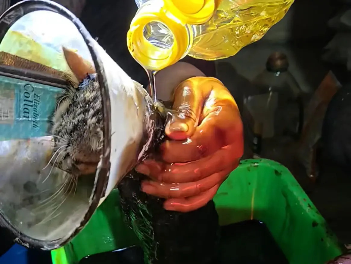 ▲苗栗有隻浪貓被瀝青覆蓋全身面積高達90%，至今已有超過萬人集氣加油，希望這隻瀝青貓可以度過難關。（圖／社團法人台灣幸福狗流浪中途協會臉書）