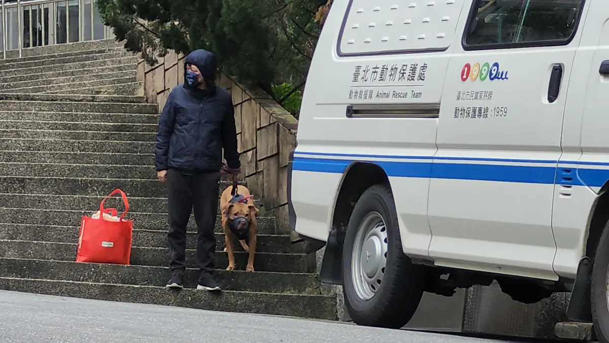 ▲比特犬在短短11天內，連兩次攻擊騎士，18日遭北市動保處沒入。（圖／記者吳翊緁攝）