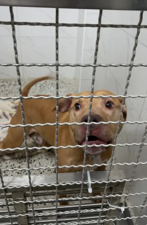 跳窗咬人比特犬現收容於動保處單獨籠舍。(圖/北市動保處提供) ▲跳窗咬人比特犬現收容於動保處單獨籠舍。(圖/北市動保處提供)