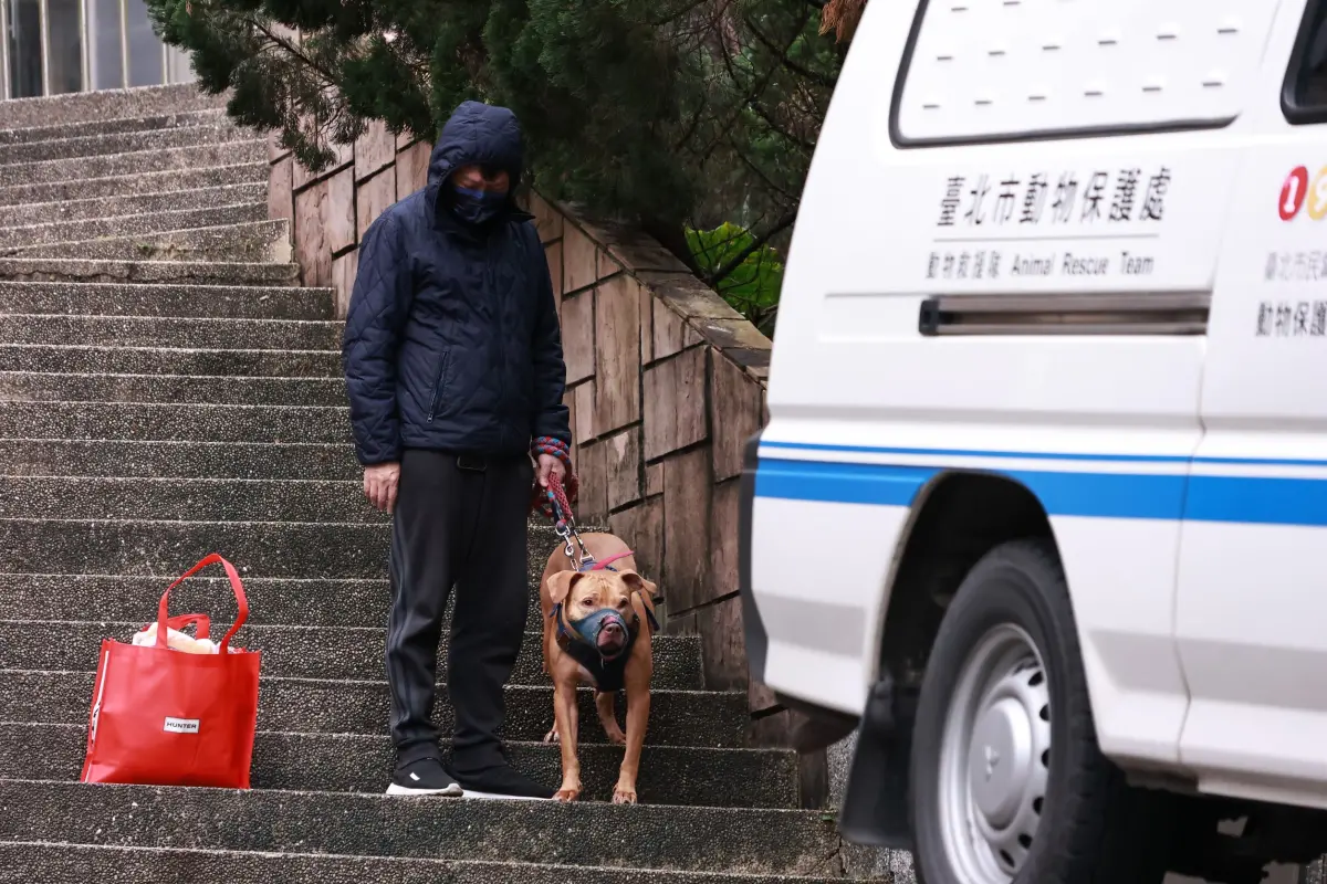 ▲11天咬傷2人的比特犬Lucky，遭到沒入後因為狂吠不止，動保處回頭找原飼主徐先生，請他定期過來幫忙安撫。（圖／記者吳翊緁攝）