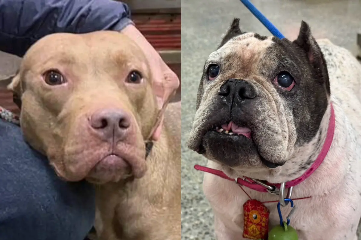 ▲比特犬（左，非本案Lucky）咬人新聞報大後，惡霸犬（右）飼主表示遛狗常被誤認 。（畫面翻攝動物之家）