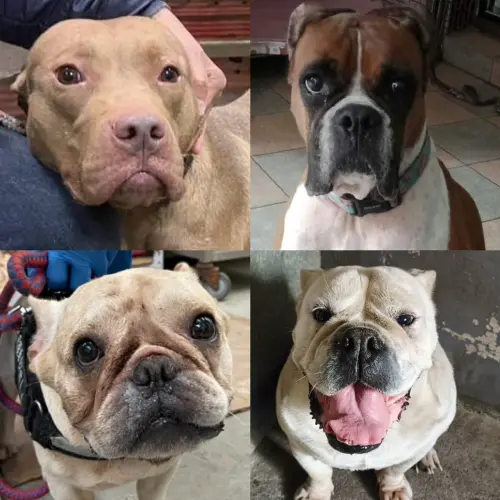 ▲易混淆品種，左上比特犬，左下法國鬥牛犬，右上拳師犬，右下英國鬥牛犬（畫面翻攝動物之家）