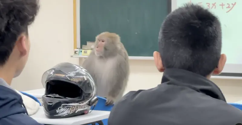 ▲獼猴闖入中山大學教室，翻找同學包包。（圖／翻攝threads@kying0409 授權）