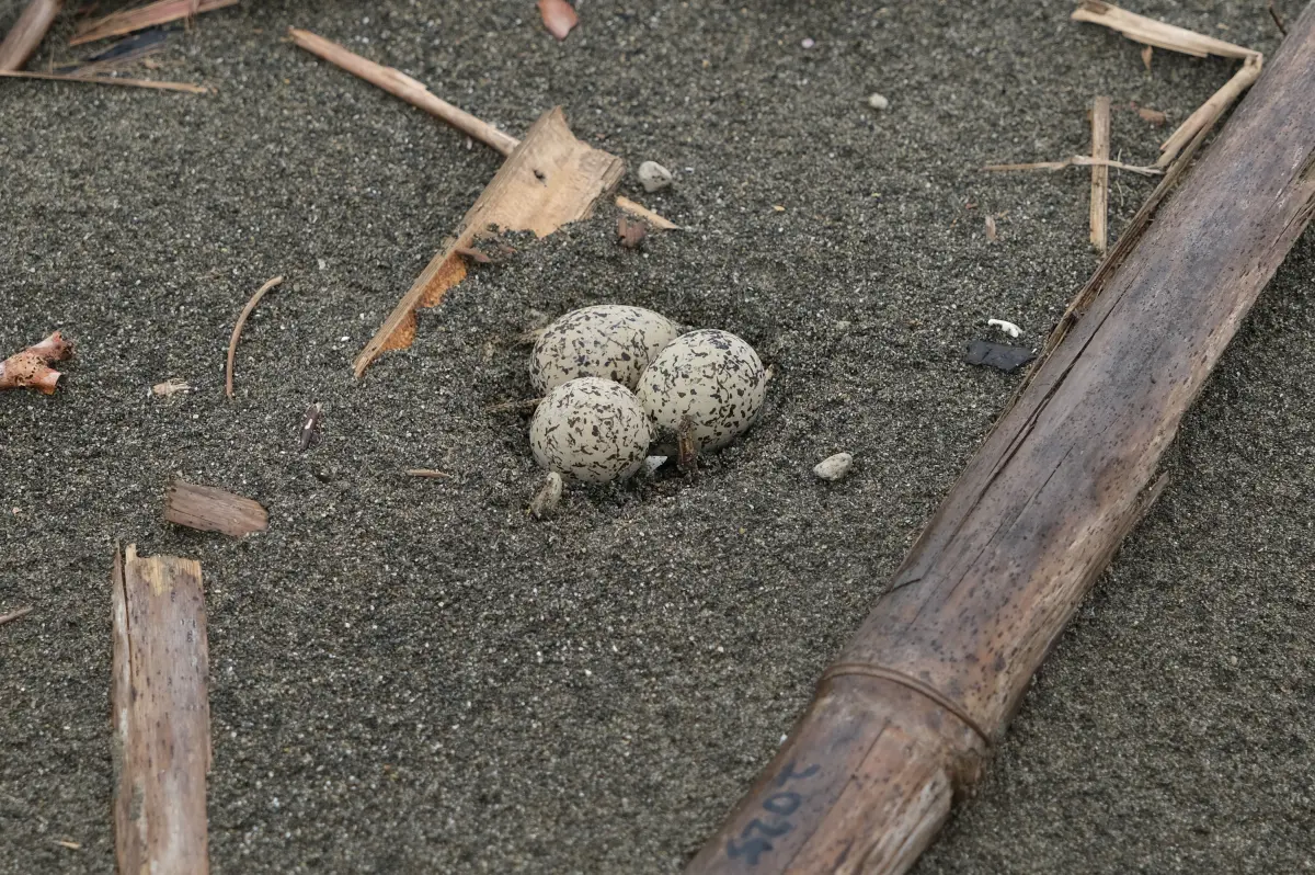 ▲每年約3至7月，東方環頸鴴、小環頸鴴、高翹鴴、小燕鷗（保育類）、燕鴴（保育類）等水鳥，會在台灣各地海岸繁殖或停歇。（圖／荒野保護協會提供）