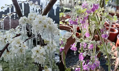 ▲武陵農場內，藤花園的李花、櫻草花出現結冰，畫面相當美麗。（圖／武陵農場提供）