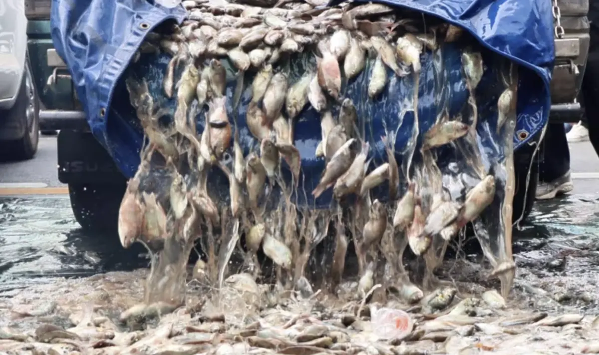 ▲泰國漁民在總理府前傾倒5噸吳郭魚（Black Tilapia），控訴此魚類已造成史上最嚴重的生態浩劫。（圖／翻攝自泰國頭條新聞）
