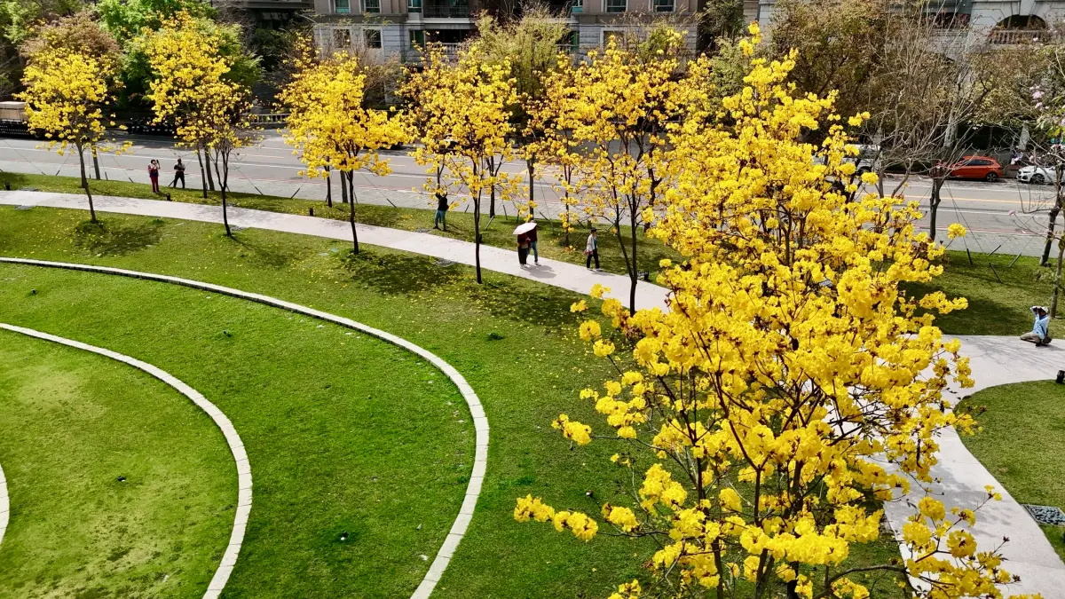 ▲國家歌劇院盛開的黃花風鈴木美盡收眼底(圖／建設局提2025.3.20)