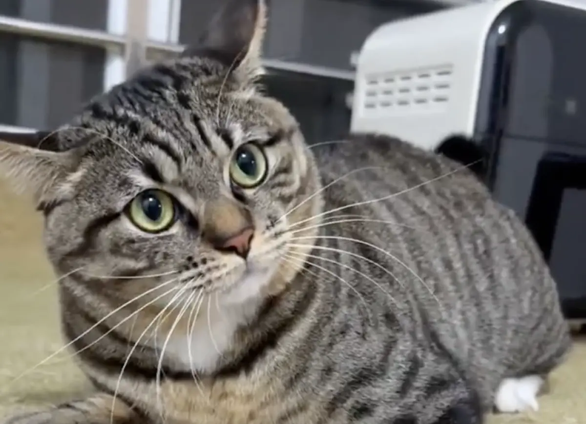 ▲一名中國網友發現自家虎斑貓養了兩年，從來沒把眼睛瞇起來過，擔心是不是健康出了問題，趕緊送去獸醫院檢查。（圖／翻攝自微博）