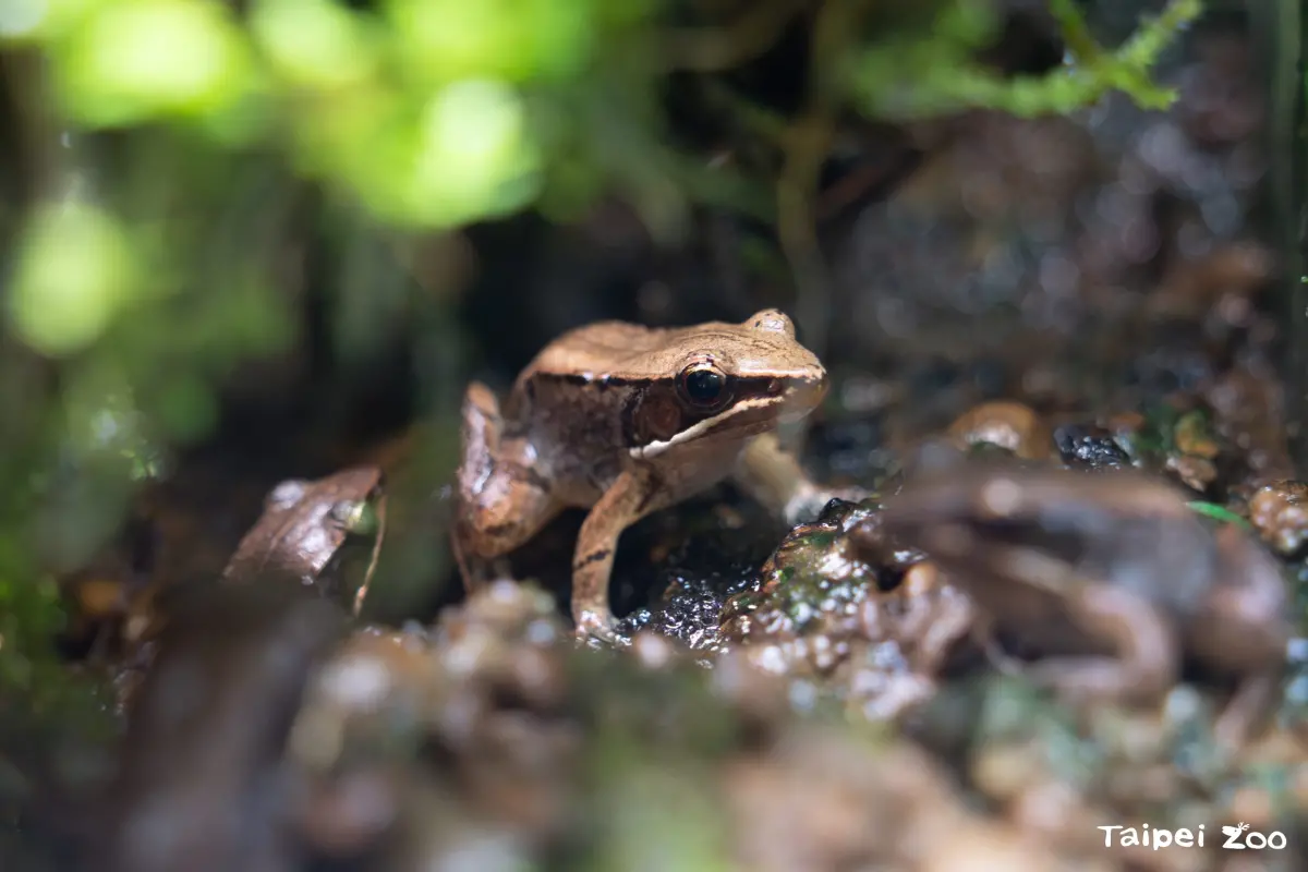 ▲魚池琴蛙早在40年前就被發現，並在2025年正式被定義為新物種。（圖／北市動物園）