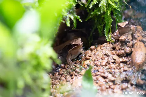 ▲魚池琴蛙目前在野外只剩下約300至700隻。（圖／北市動物園）