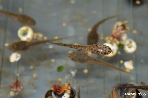 ▲目前北市動物園透過魚池琴蛙的圈養繁殖，已成功建立域外備援族群。（圖／北市動物園）