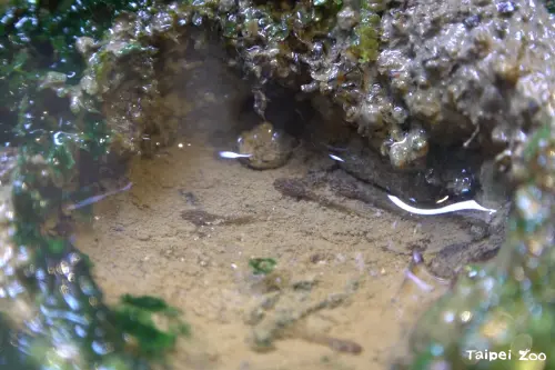 ▲魚池琴蛙的幼體蝌蚪型態。（圖／北市動物園）