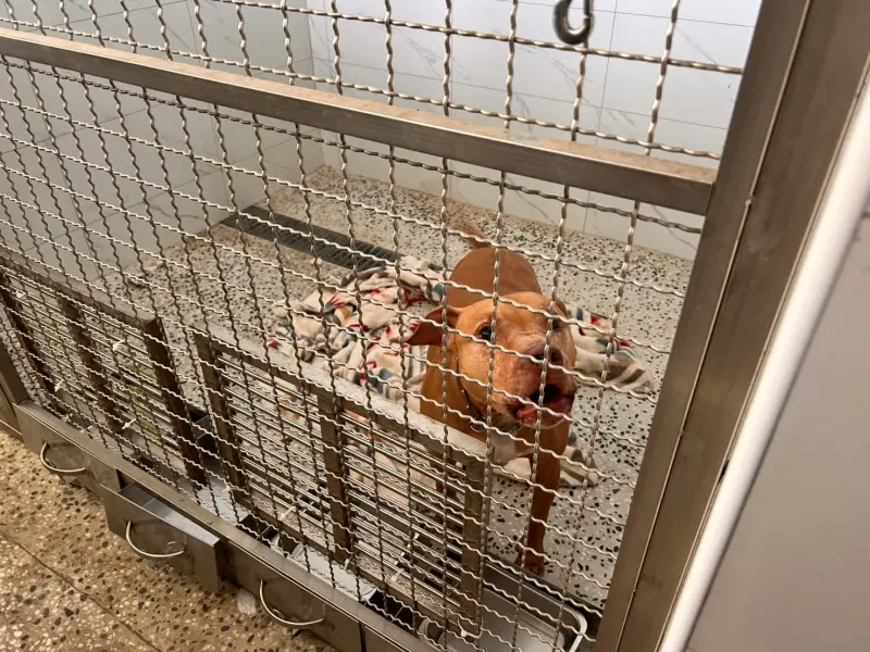 ▲比特犬Lucky因為二度咬人遭到動保處沒入安置。(圖/北市產發局提供)