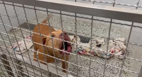 比特犬Lucky終於開始進食了!仍處高敏、警戒狀態 訓犬師難靠近
