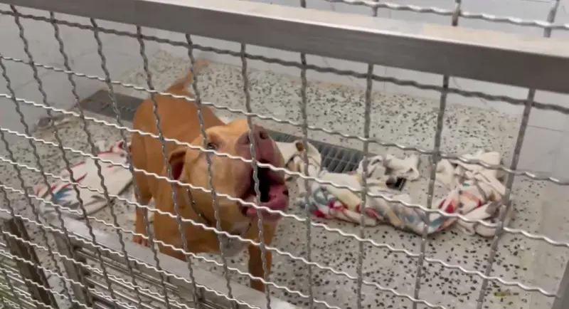 ▲比特犬Lucky傷人事件讓飼主責任與寵物管理議題再度浮上檯面。（NOWnews資料照/記者呂炯昌攝）