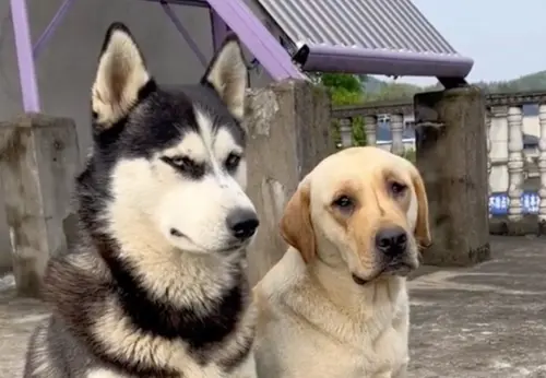 哈士奇交配拉布拉多生了！長大模樣傻眼　牠超崩潰：我是哈拉摩托
