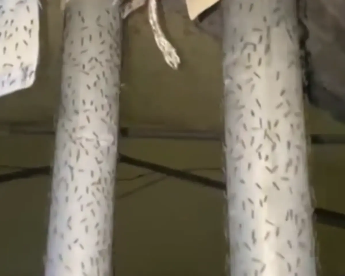 ▲位於義大利托斯卡納的海濱小鎮奧爾貝泰洛，近日遭受數以百萬計的蠓蟲大舉入侵，密密麻麻的景象，讓居民直呼不適。（圖／擷取自影片）