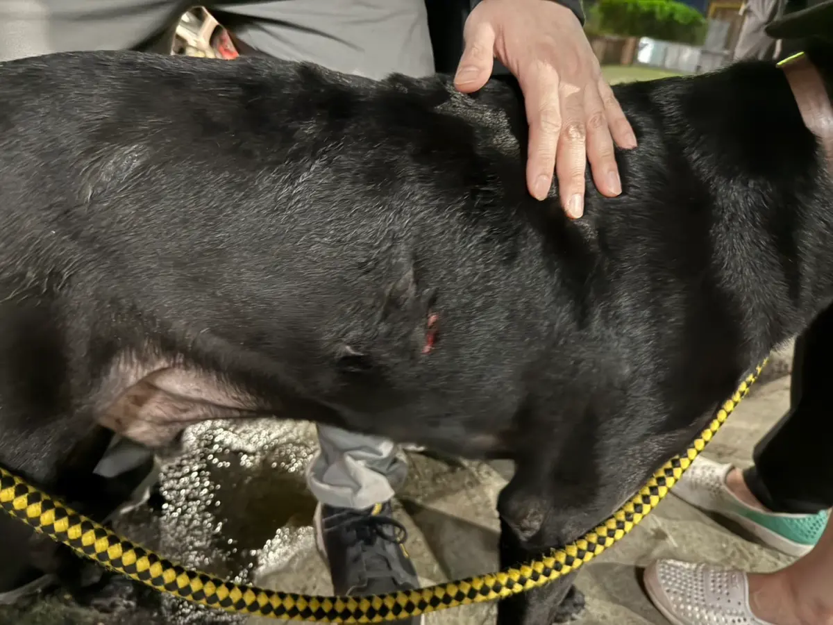 ▲新北蘆洲一名包姓女子晚間遛狗時，遭到黃姓飼主的米克斯犬攻擊，不只包姓女子左小腿被咬傷流血，其飼養的黑狗身上也有多處斯咬傷痕。（圖／警方提供）