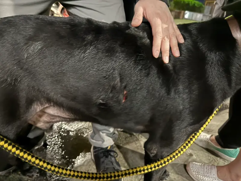 ▲新北蘆洲一名包姓女子晚間遛狗時，遭到黃姓飼主的米克斯犬攻擊，不只包姓女子左小腿被咬傷流血，其飼養的黑狗身上也有多處斯咬傷痕。（圖／警方提供）