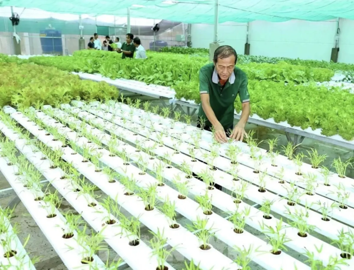 ▲越南農企轉向綠色、清潔生產，以提高競爭力和永續發展。（圖／翻攝自越通社）