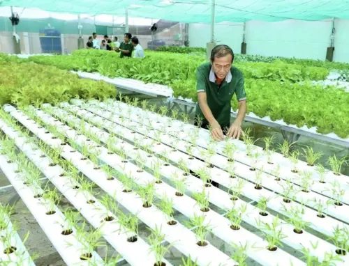 越南農企轉型拚外銷！綠色生產成勝出關鍵　環保加分價格更高
