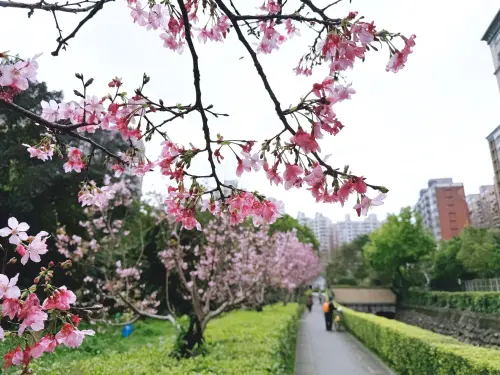 ▲淡水北投子溪櫻花林生態步道花季在3月中下旬開始，有興趣的民眾可以前往追櫻。（圖／賞櫻快報臉書）