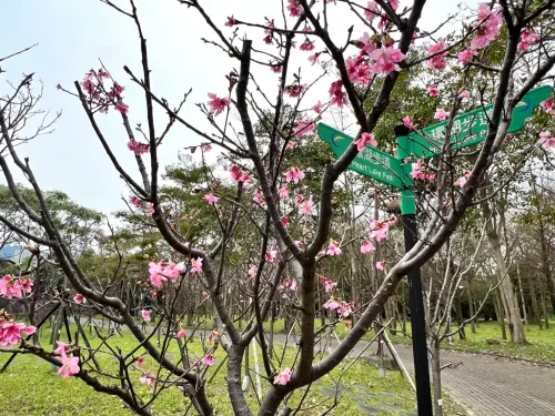 ▲台北大學三峽校區還有許多櫻花樹含苞待放，民眾閒暇之時可以到此賞櫻喔！（圖／賞櫻快報臉書）