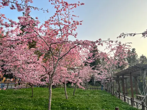 ▲阿里山花季相當知名，目前阿里山森林遊樂區還有櫻花盛開著喔！（圖／阿里山新印象臉書）