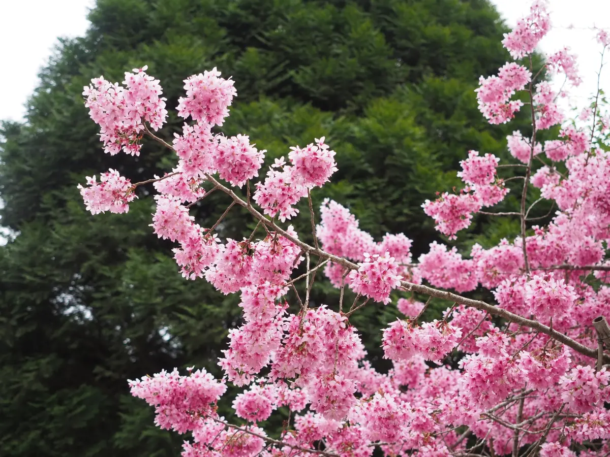 ▲櫻花祭陸續在3月中旬結束，但有許多民眾來不及看到櫻花，《NOWnews今日新聞》就統整目前還有櫻花的秘境！（圖／阿里山新印象臉書）