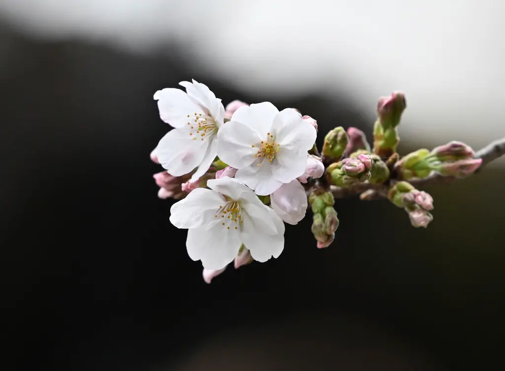 ▲日本氣象廳於今（24） 日下午宣布，「東京的櫻花已經開花」，比去年提早了5天。（圖／美聯社／達志影像）